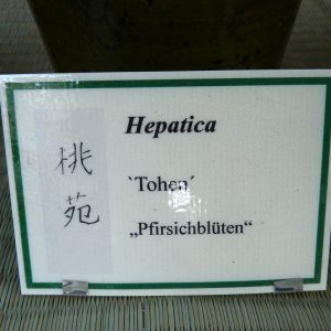Hepatica japonica Tohen – Bild 5