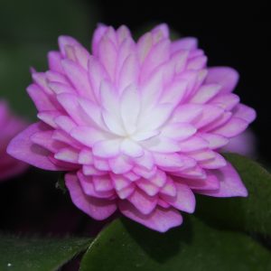 Hepatica japonica Tohen