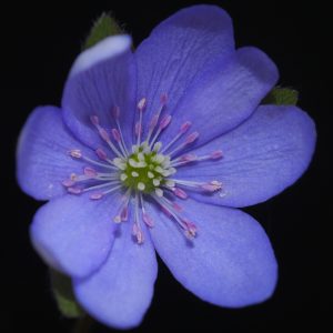 Hepatica japonica f. japonica Watasumi JP