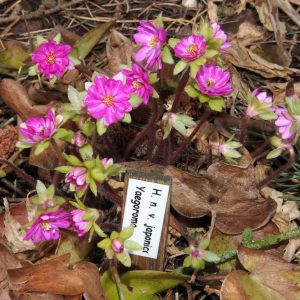 Hepatica japonica Yaegoromo