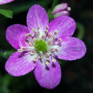 Hepatica japonica Yukisarasa