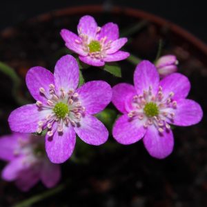 Hepatica japonica Yukisarasa – Bild 3