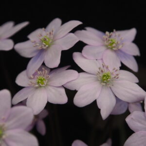 Hepatica nobilis Ballkleid Weiß JP