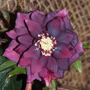 Helleborus x hyb. (Winterangels) ' Rhode ' ®