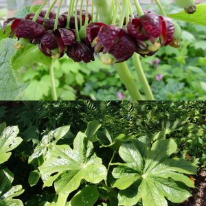 Dysosma versipelle (Podophyllum)