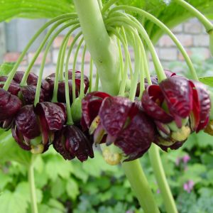 Dysosma versipelle (Podophyllum) – Bild 3