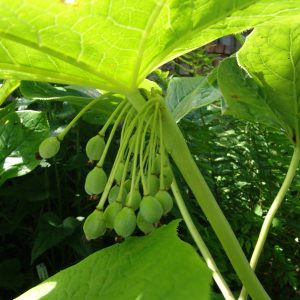Dysosma versipelle (Podophyllum) – Bild 4