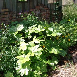 Dysosma versipelle (Podophyllum) – Bild 5