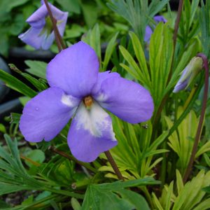 Viola pedata