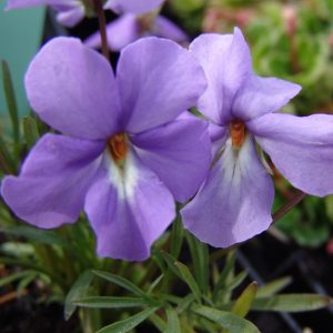 Viola pedata – Bild 3