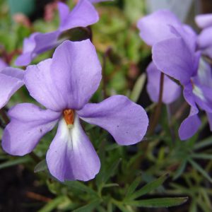 Viola pedata – Bild 4