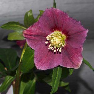 Helleborus x orientalis ' ViV Valentina '