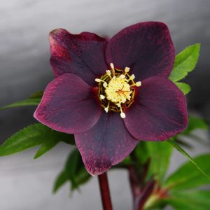 Helleborus x orientalis ' ViV Victoria ' – Bild 2