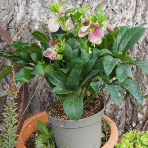 Helleborus x orientalis ' ViV Victoria ' – Bild 3