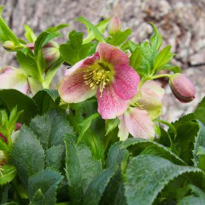 Helleborus x orientalis ' ViV Victoria ' – Bild 4
