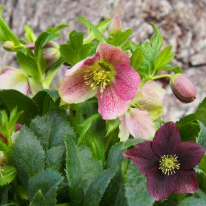 Helleborus x orientalis ' ViV Victoria '