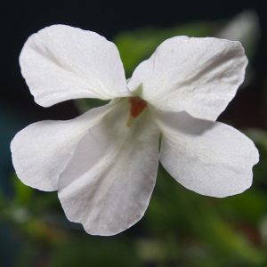 Viola senamiensis Alba