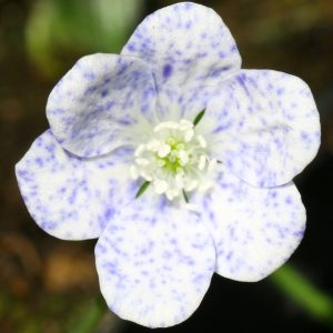 Hepatica nobilis Bavarian Blue
