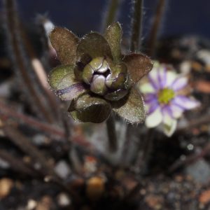 Hepatica nobilis Fritz (Strain) – Bild 2