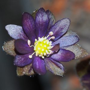 Hepatica nobilis Fritz (Strain) – Bild 3