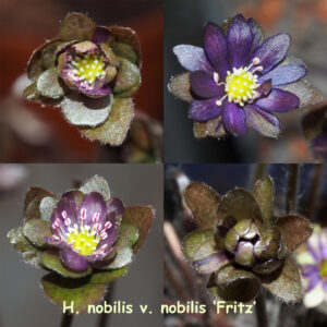 Hepatica nobilis Fritz (Strain)