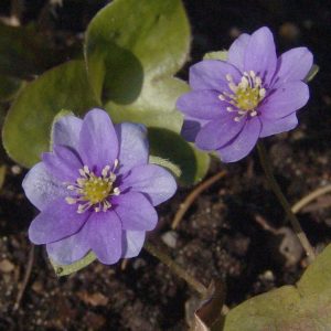 Hepatica nobilis f. oelandicum Oeland s Zwerg JP