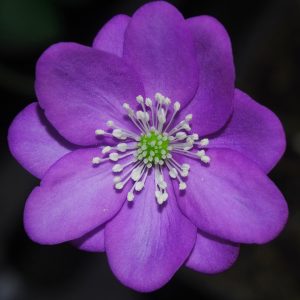 Hepatica nobilis Kapsede JE