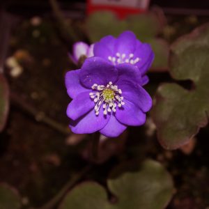 Hepatica nobilis Kapsede JE – Bild 3