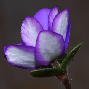 Hepatica nobilis Kapsede JE – Bild 4