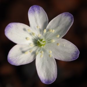 Hepatica nobilis Louise