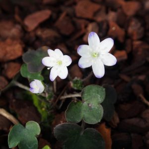 Hepatica nobilis Louise – Bild 3