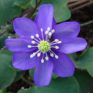 Hepatica nobilis f. oelandicum  Oeland s Blau