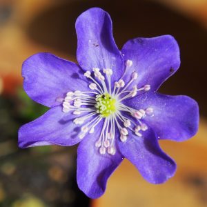 Hepatica americana Blau