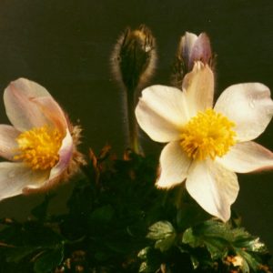 Pulsatilla vernalis
