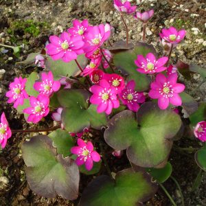 Hepatica nobilis f. oelandicum  Oeland's Feuer JP – Bild 2