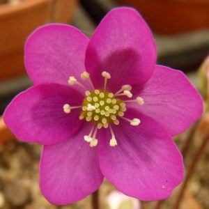 Hepatica nobilis f. oelandicum  Oeland's Feuer JP – Bild 3