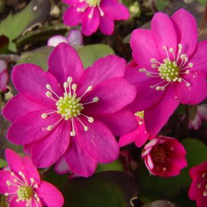 Hepatica nobilis f. oelandicum  Oeland's Feuer JP