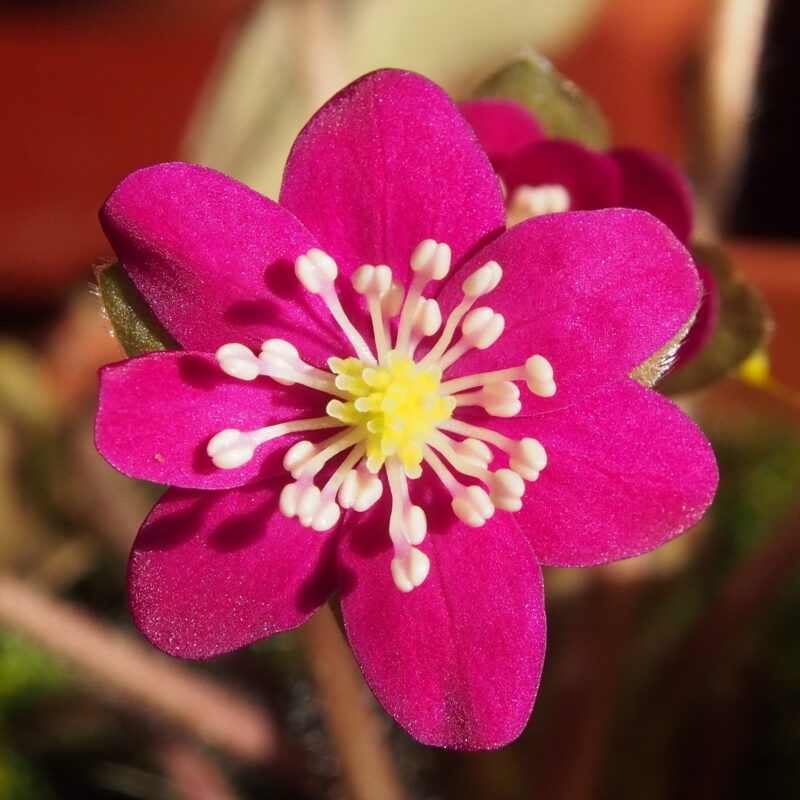 Hepatica pubescens Akai hikari JP