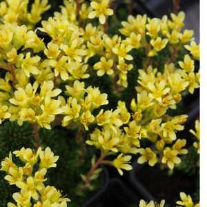 Saxifraga x apiculata Albert Einstein