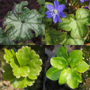 Hepatica nobilis f. crenatiloba Angebot
