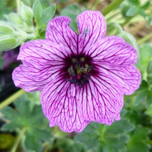 Geranium cinereum var. subcaulesens Ballerina