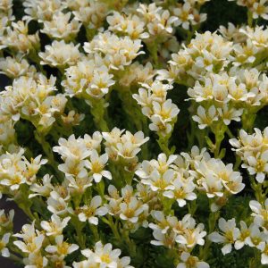 Saxifraga x kayei Butterkup