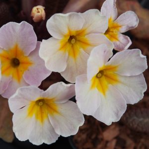 Primula vulgaris Drumcliff