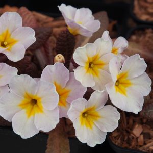 Primula vulgaris Drumcliff – Bild 2