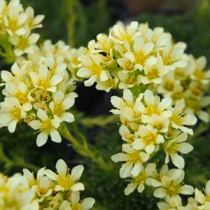 Saxifraga x apiculata Georg Mendel