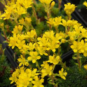Saxifraga x eudoxiana Gold Dusk