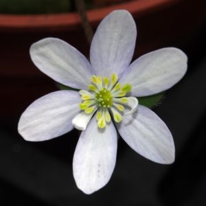 Hepatica x transs-japonica Marena JP