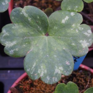 Hepatica x transs-japonica Marena JP – Bild 2