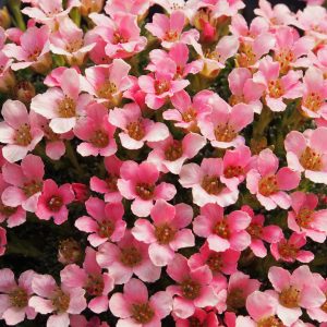 Saxifraga Kultivar Peach Melba