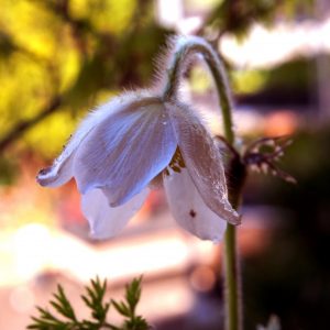 Pulsatilla vulgaris Perlenglocke